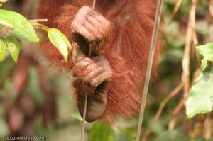 hand of orang utan