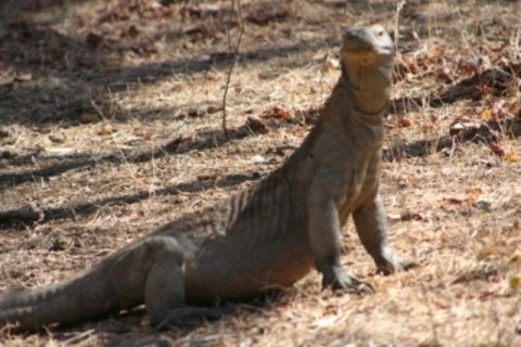 komodo tour
