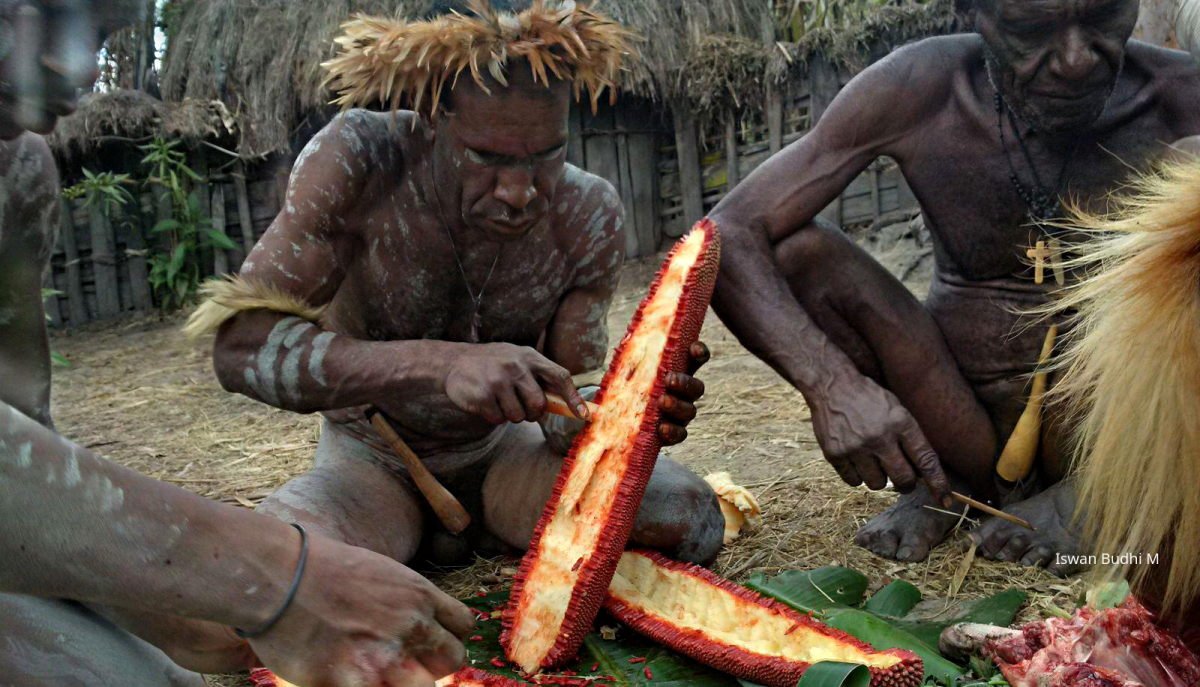 Dani tribe and Lani tribe inhabit West Papua's Baliem Valley, Real Lifetime Experience to Visit Asmat, Dani and Korowai Kombai TreeHouse Tribe in West Papua. Indonesia