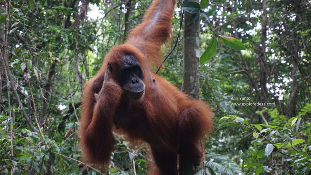 Sumatra Orang Utan at Bukit Lawang, Leuser National  Park