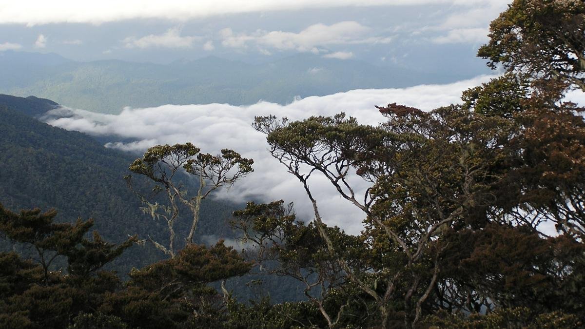 Climb Mt Latimojong there is have 3 access route, but this program will use via Karangan Village from the southern flank of Latimojong Mountain. And this trip also will combine with Toraja Trekking and cultural tour